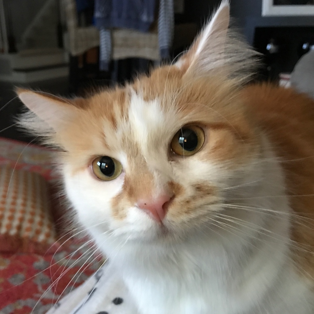 Meet your Posher, Bob